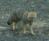Argentine Gray Fox