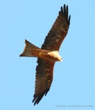 Black-breasted Kite, juvenil