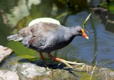 Dusky Moorhen