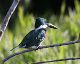 Amazon Kingfisher