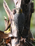 Hoffmanns Woodpecker , female