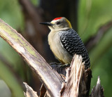 Hoffmanns Woodpecker , male