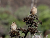 Tornfalk, ssp. canariensis, hane och hona