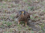 Tornfalk, ssp. canariensis
