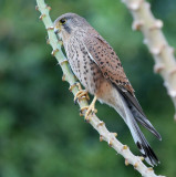Tornfalk, ssp. canariensis