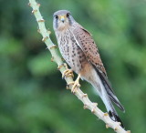 Tornfalk, ssp. canariensis
