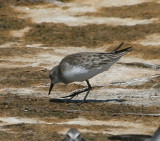 Dunlin