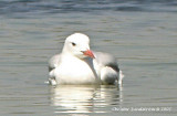 Slender-billed Gull