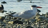 Caspian Tern