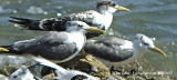 Greater Crested Tern