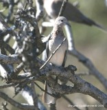 Laughing Dove