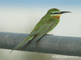 Blue-cheeked Bee-eater