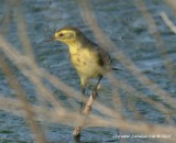 Citrine Wagtail