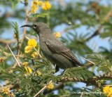 Shining Sunbird, Female