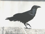 Fan-tailed Raven