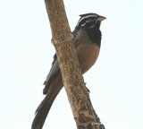 Cinnamon-breasted Bunting