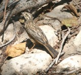 Cinnamon-breasted Bunting