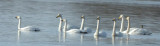2 ex Tundra Swan and 6  ex Whooper Swan