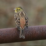 Yellowhammer