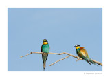 Guepiers dEurope - European Bee-eater