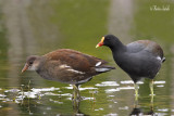 _MG_8675 gallinule poule-deau ile bizzard.jpg