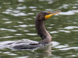 _MG_1380 cormoran a aigrette iles des soeurs .jpg