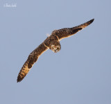 _MG_6135 Hibou des marais mle Amqui .jpg