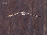 _MG_5983 Hibou des marais Amqui .jpg