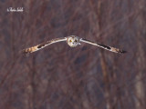 _MG_5983 Hibou des marais Amqui .jpg