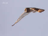 _MG_6157 Hibou des marais Amqui .jpg