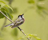 _MG_5387 paruline a flancs marron mle pte pele .jpg