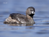 _MG_8443 Grebe a bec bigar jbm .jpg