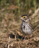 _MG_2615 Bruant des prs st-majorique.jpg