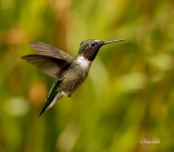 _MG_6945 Colibri a gorge rubis .jpg