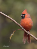 _MG_6254 Cardinal rouge.jpg