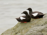 _40C6131guillemots a miroir.jpg