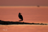 _40C8403 Grand heron a contre-jour pte au pre .jpg