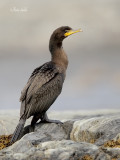 _40C9933 Cormoran a aigrettes.jpg