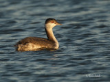 _40C6132 Grbe esclavon Baie du febvre .jpg