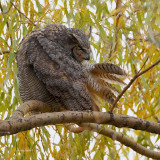 _40C0434 Grand duc Quebec .jpg