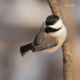 _40C9141 Chickadee.jpg