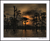 Swamp Sunrise