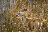 Smoky Mountain National Park