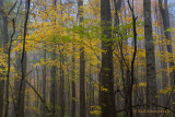 Smoky Mountain National Park