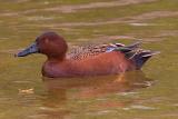 Cinnamon Teal