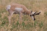 Pronghorn