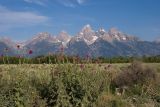 Wild Flowers   Schwabacher Landing