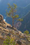 Tree Roots & Rocks