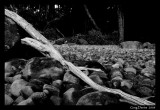 Driftwood - Lake St Clair