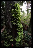 Fern growth on tree at Hogarth Falls